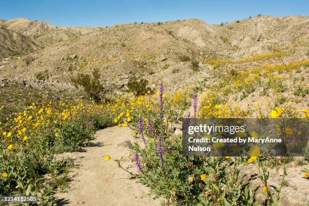 california trail lined with lupines and yellow wildflowers - coachella 2019 stock pictures, royalty-free photos & images