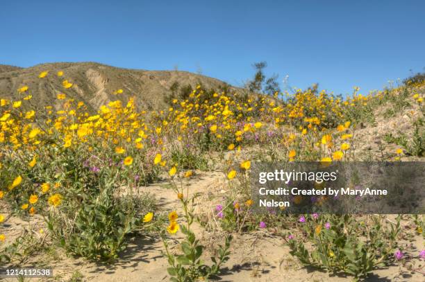 prolific wildflowers on desert sand dune - coachella 2019 stock pictures, royalty-free photos & images