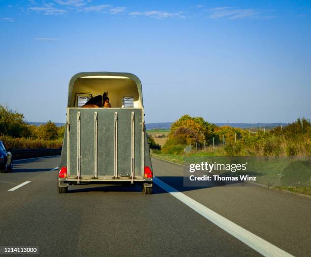 horse trailer with a horse  on a highway - horse trailer stock pictures, royalty-free photos & images