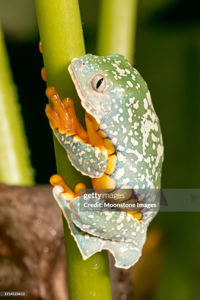 Fransen-Baum-Frosch
