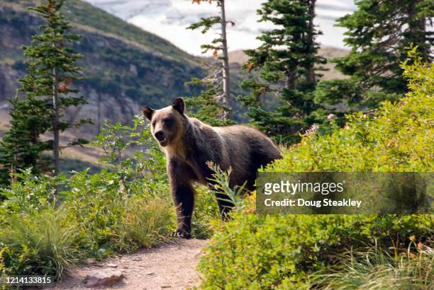 grizzly bear in glacier national park - brown bear stockfoto's en -beelden