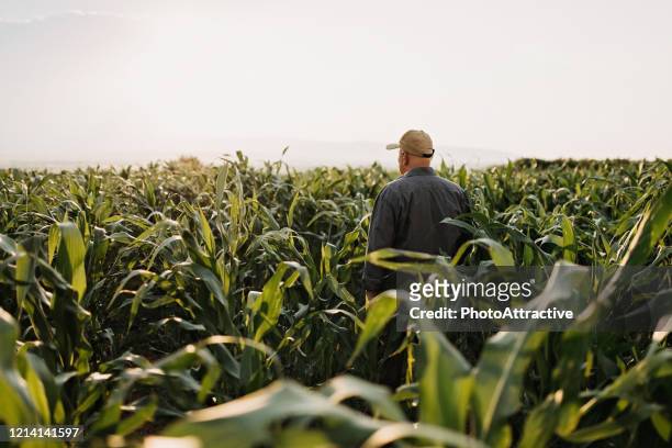 agricultor en un campo de maíz - corn field fotografías e imágenes de stock