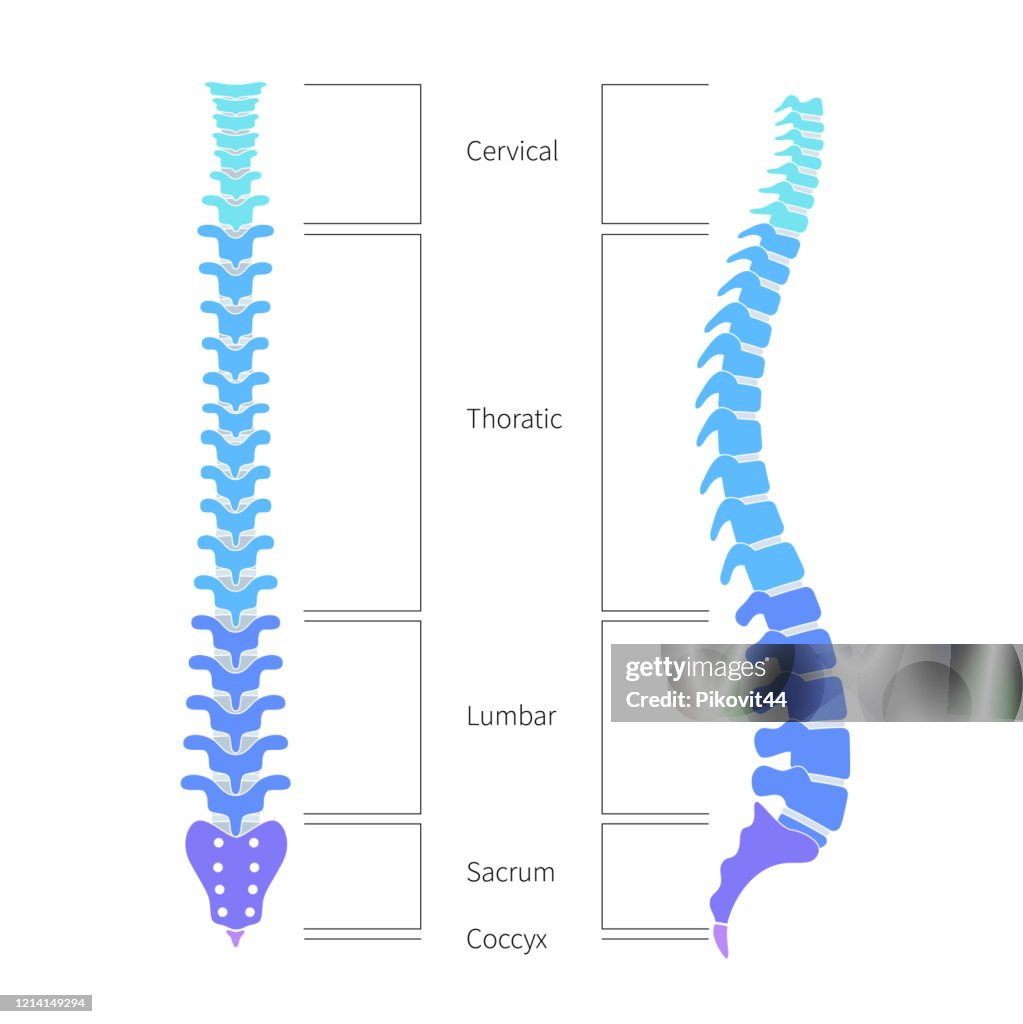 Human Spine Structure Anatomy High Biology Diagrams