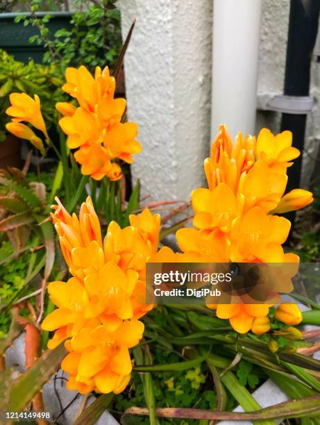 freesia refacta - freesia flowers stock pictures, royalty-free photos & images