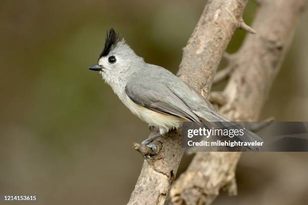 wild black-crested titmouse bird laguna atascosa national wildlife refuge - tits stock pictures, royalty-free photos & images