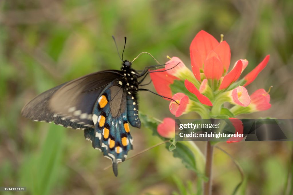 Wild black pipevine swallowtail Indian paintbrush flowers Attwater Prairie Chicken National Wildlife Refuge
