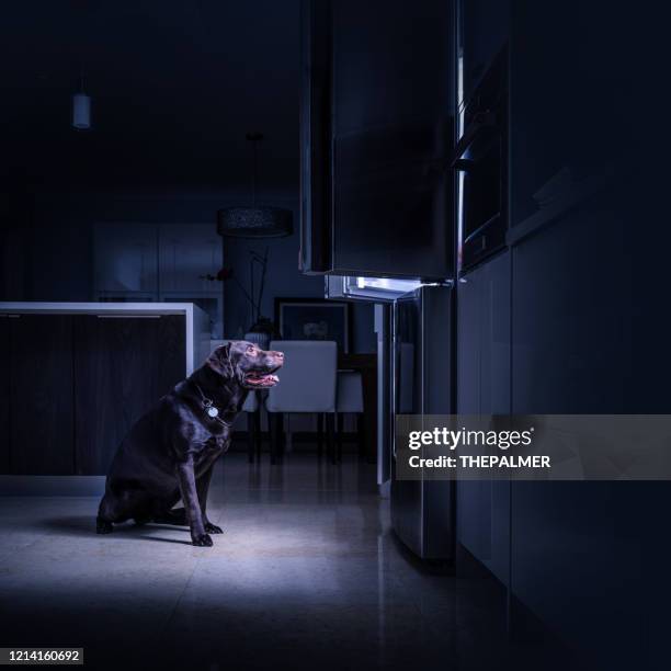 chocolate lab vor offenem kühlschrank - open fridge stock-fotos und bilder