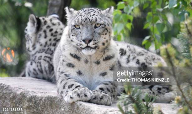 Snow leopards are seen in their enclosure at Wilhelma botanical-zoological garden in Stuttgart, ten days after its reopening on May 20, 2020 amid the...