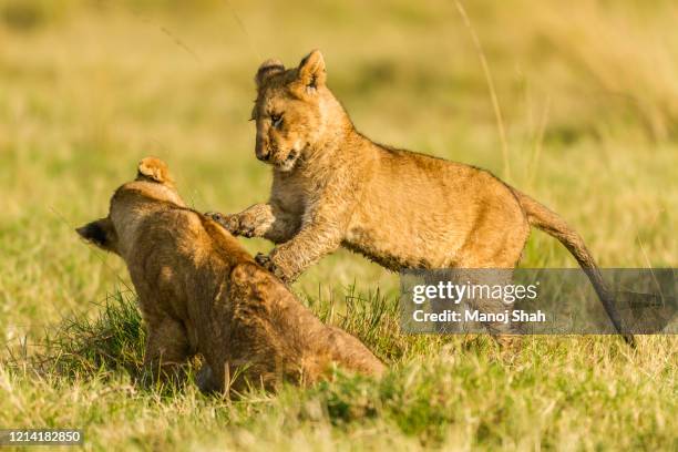 young lions at play fight scenario in masai mara. - rough housing stock-fotos und bilder