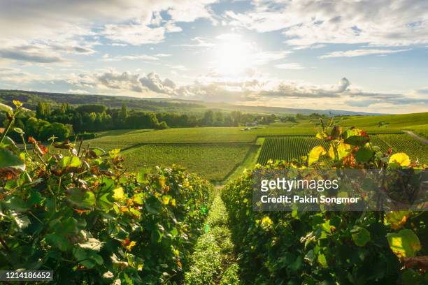 row vine grape in champagne vineyards at montagne de reims - reims stock-fotos und bilder