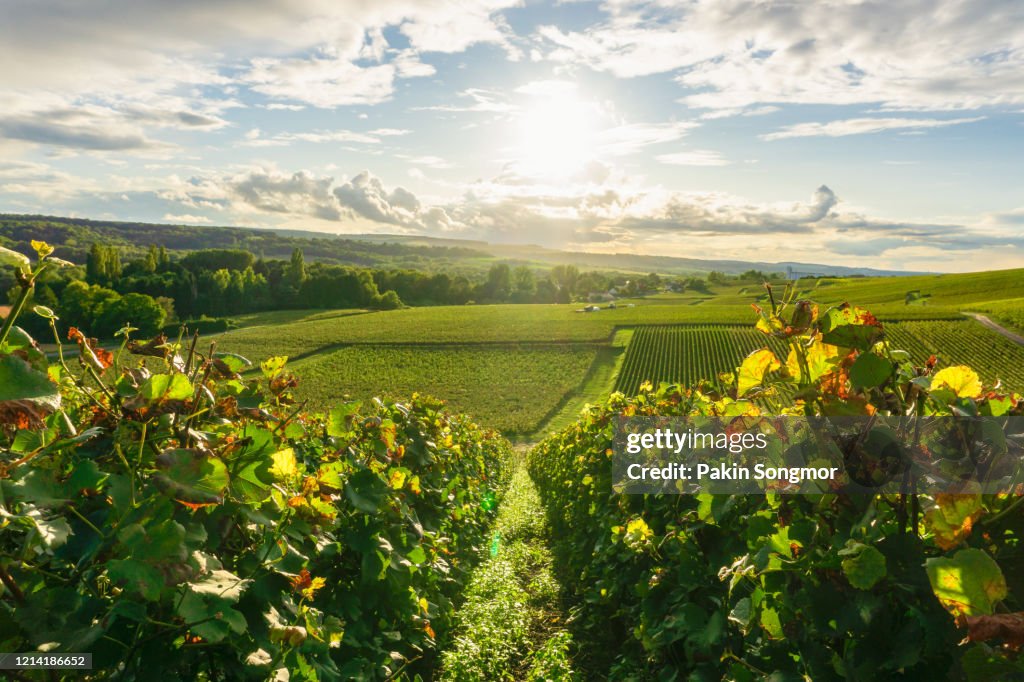 Row vine grape in champagne vineyards at montagne de reims