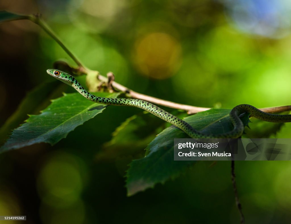 Spotted Bushsnake Philothamnus semivariegatus