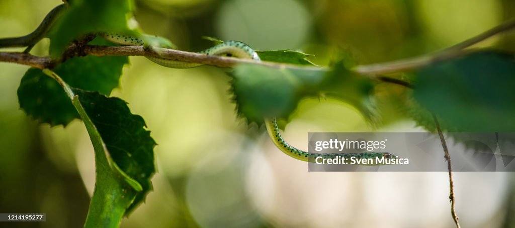 Spotted Bushsnake Philothamnus semivariegatus