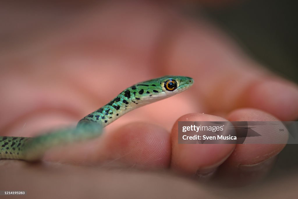 Spotted Bushsnake Philothamnus semivariegatus