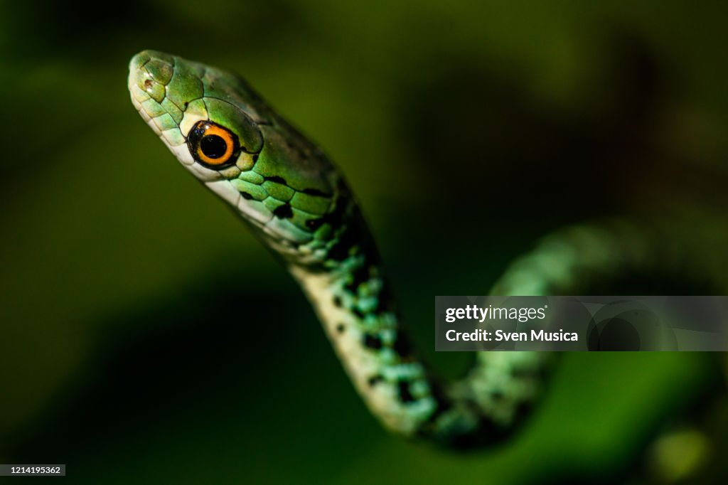 Spotted Bushsnake Philothamnus semivariegatus