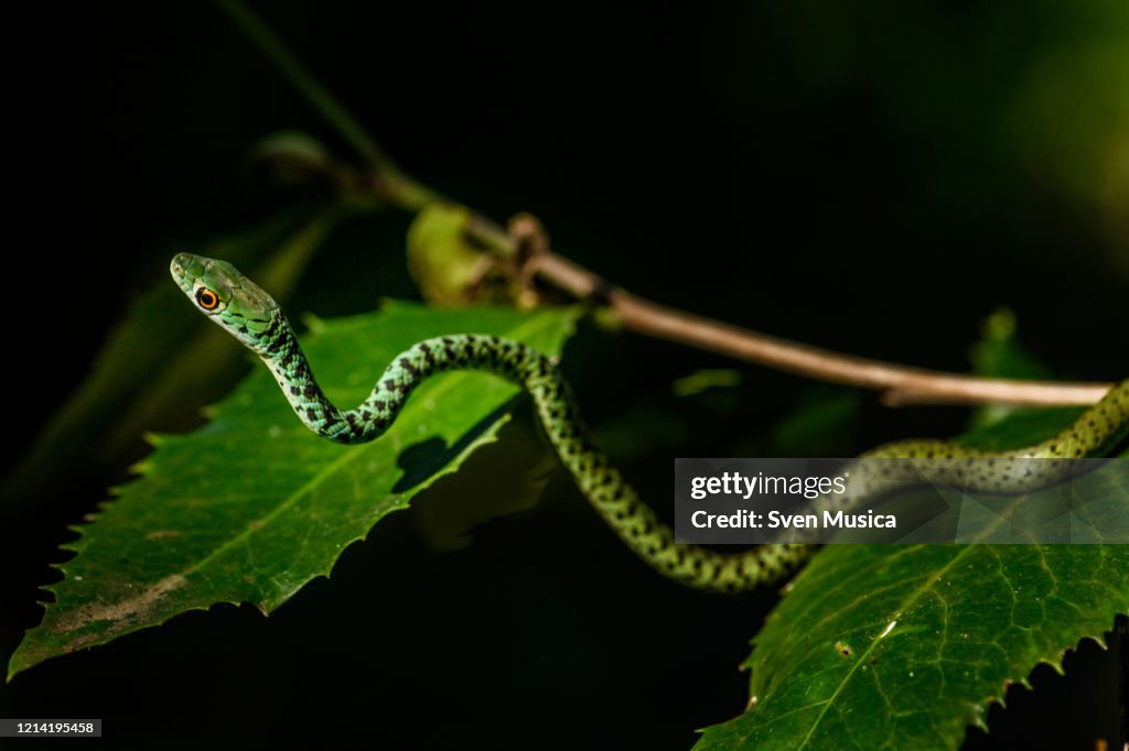 Spotted Bushsnake Philothamnus semivariegatus
