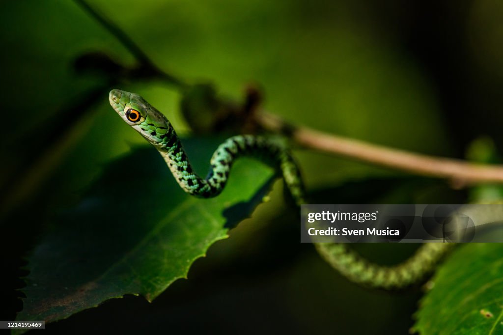 Spotted Bushsnake Philothamnus semivariegatus