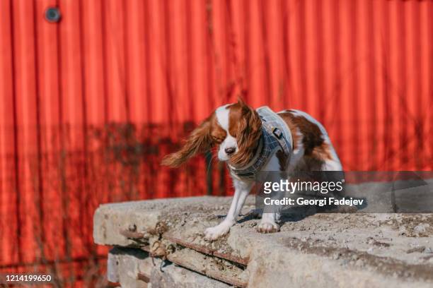 young tricolor cavalier king charles spaniel dog playing and running with stick in winter forest - spaniel stock-fotos und bilder