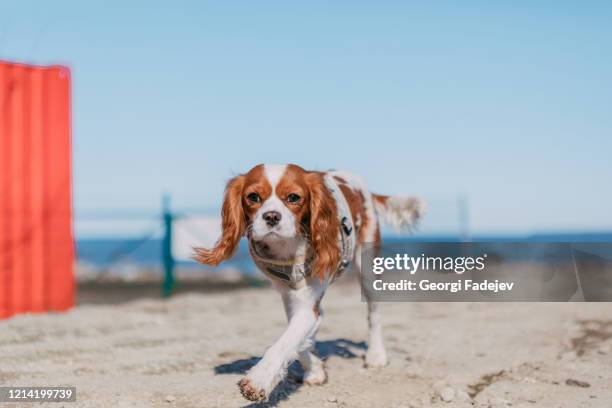 young tricolor cavalier king charles spaniel dog playing and running with stick in winter forest - cavalier king charles spaniel 個照片及圖片檔