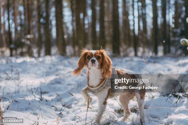 a cute white and brown king charles spaniel, standing in a snow covered woodland setting. plays with the snow. - cavalier stock-fotos und bilder