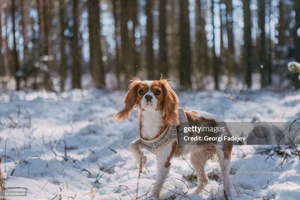 A cute white and brown king charles spaniel, standing in a snow covered woodland setting. Plays with the snow.