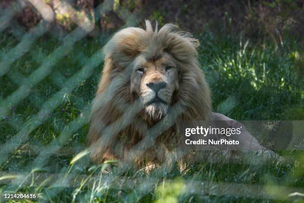 White lion on the loose inside the SafariPark, the zoological garden and zoo safari in Piedmont, Italy, on 20 May 2020. Visitors are not yet admitted...