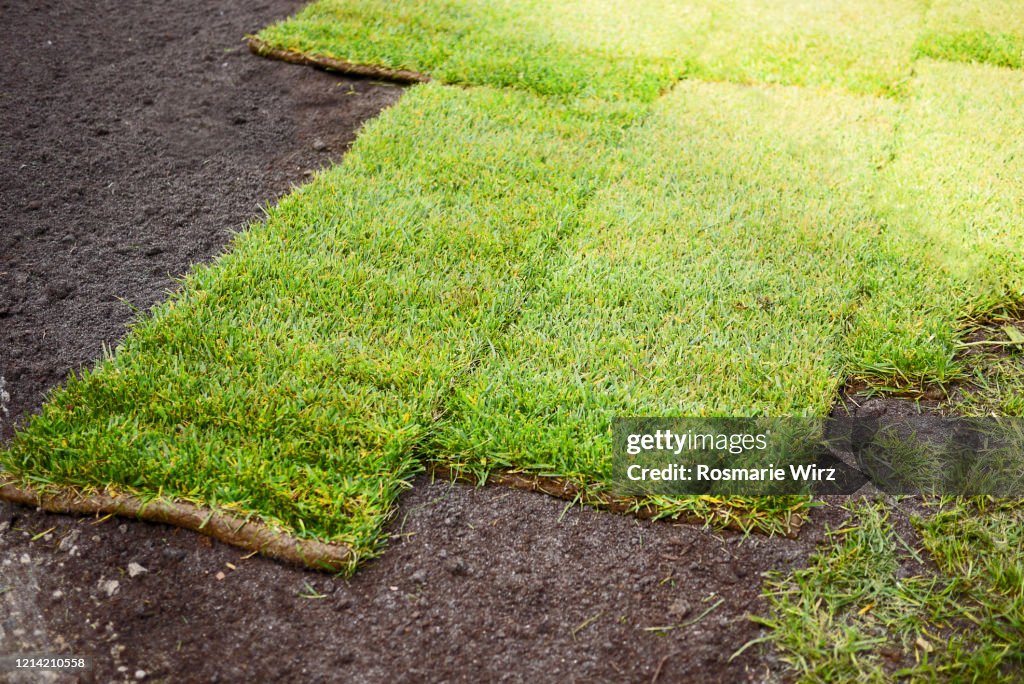 Fresh turf squares on prepared ground.