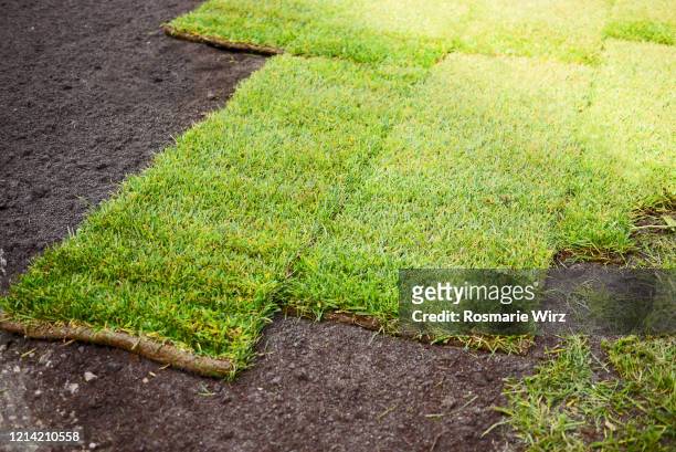 fresh turf squares on prepared ground. - turf installation stock pictures, royalty-free photos & images