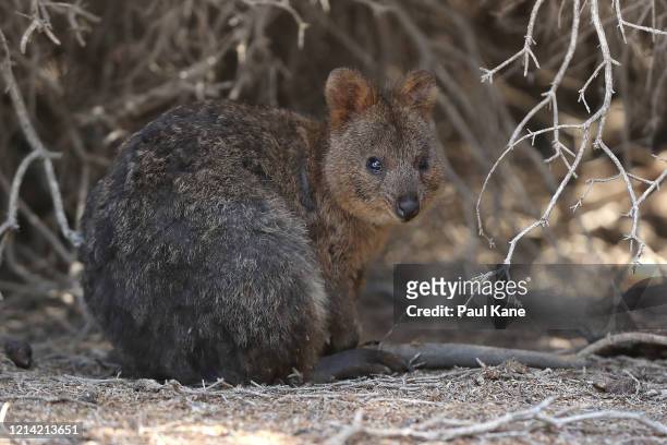 Quokka is seen hiding scrub on March 23, 2020 in Rottnest Island, Australia. The West Australian state government announced Rottnest island, a...