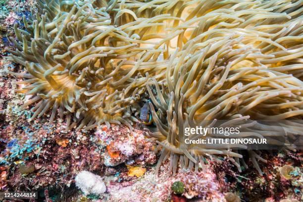 yellowtail clownfish, amphiprion clarkii (bennett, 1830), and bubble-tip anemone (entacmaea quadricolor). symbiosis. - entacmaea stock pictures, royalty-free photos & images