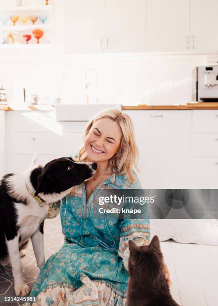 frau in der küche mit hund und katze - hundeartige stock-fotos und bilder