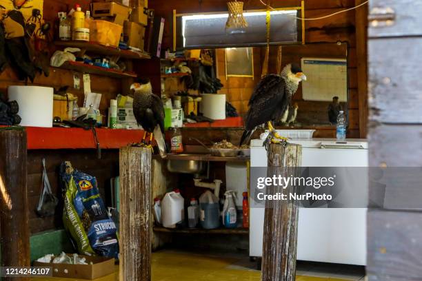 Two birds of prey is seen at the SafariPark, the zoological garden and zoo safari in Piedmont, Italy, on 20 May 2020. Visitors are not yet admitted...