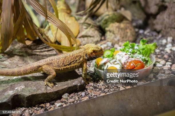 An iguana is seen in the reptile area at the SafariPark, the zoological garden and zoo safari in Piedmont, Italy, on 20 May 2020. Visitors are not...