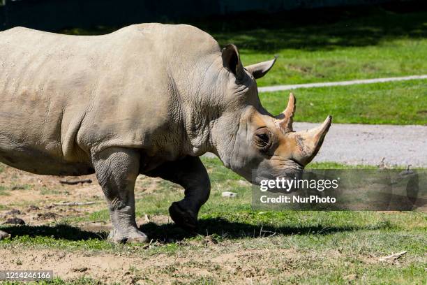 Rhinoceros eats the food prepared for them at the food at the SafariPark, the zoological garden and zoo safari in Piedmont, Italy, on 20 May 2020....