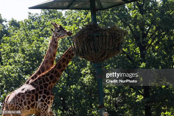 Two giraffes eat the food prepared for them at the SafariPark, the zoological garden and zoo safari in Piedmont, Italy, on 20 May 2020. Visitors are...