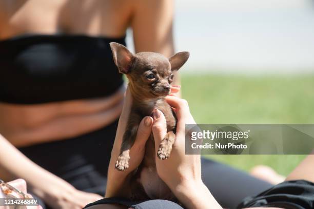 Chihuahua puppy and its owner soak up the sunshine in Manchester's Cathedral Gardens, on the hottest day of the year so far, on 20th May 2020.