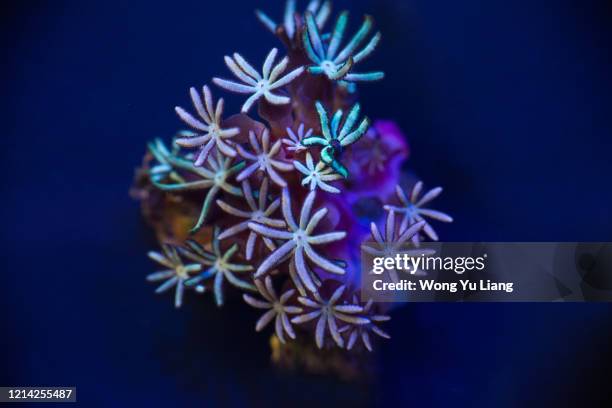 pipe organ close up coral photography - organ pipe coral stock pictures, royalty-free photos & images