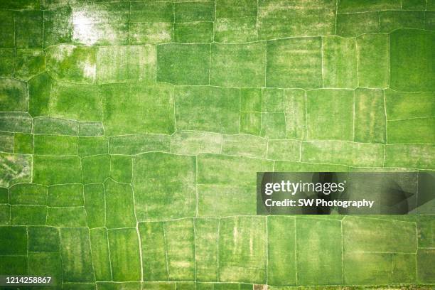 directly above view of agricultural fields in chittagong area - agriculture in bangladesh stock-fotos und bilder