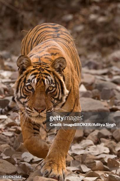 tiger (panthera tigris tigris) stalking prey while hunting, ranthambore national park, rajasthan, india - ranthambore national park stock-fotos und bilder