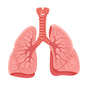 Lungs anatomy. Human internal organ.