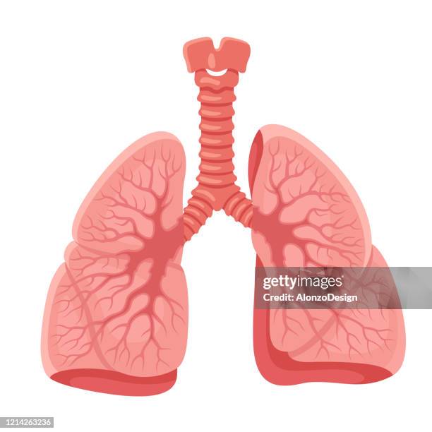 lungs anatomy. human internal organ. - human lung stock illustrations