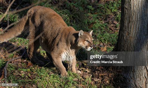 puma on the  prowl - prowling stock pictures, royalty-free photos & images