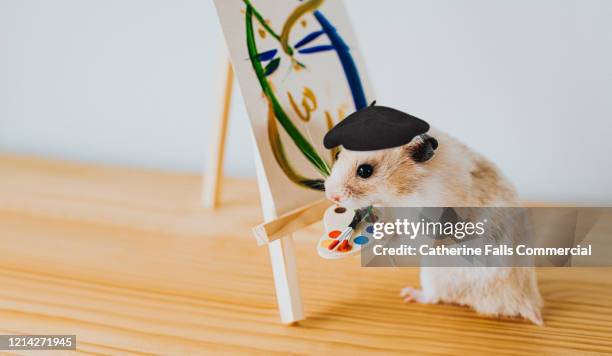 artist hamster - multi colored hat stock pictures, royalty-free photos & images