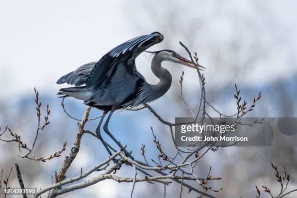 great blue heron balancing in strong wind involved in spring activates of nest building and mating - rookery building stock pictures, royalty-free photos & images
