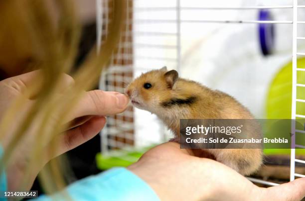 small brown syrian hamster emerging from his cage in search of the hand of a girl who offers him food - cage de foot ストックフォトと画像