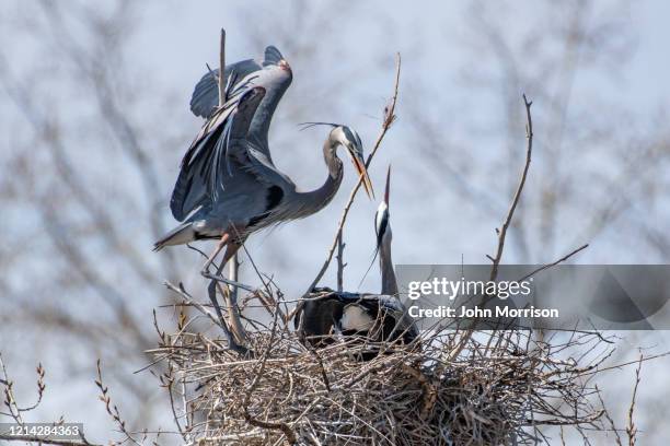 great blue heron bringing stick to nest involved in spring activates of nest building and mating - rookery building stock pictures, royalty-free photos & images