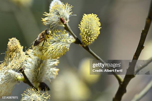 insektennahrung im frühling - frühling pollen stock pictures, royalty-free photos & images