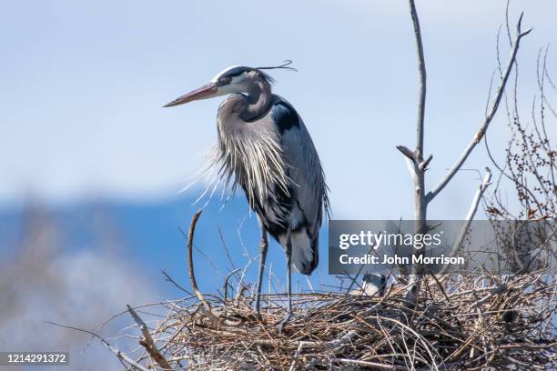 standing on nest and sitting on eggs, great blue heron involved in spring activates of nest building and mating - rookery building stock pictures, royalty-free photos & images