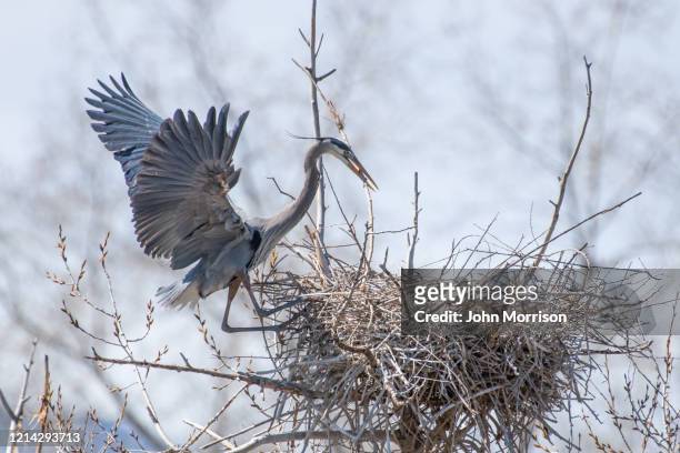on nest edge, great blue heron involved in spring activates of nest building and mating - rookery building stock pictures, royalty-free photos & images