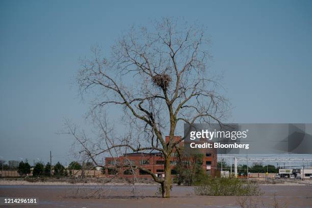 Flood waters from the Tittabawassee River surround a tree, after dams failed, in Midland, Michigan, U.S., on Wednesday, May 20, 2020. President...